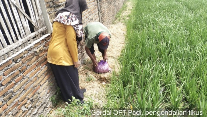 Pelaksanaan Gerakan Pengendalian OPT di Desa Sroyo, Kecamatan Jaten Tanggal 31 October 2024
